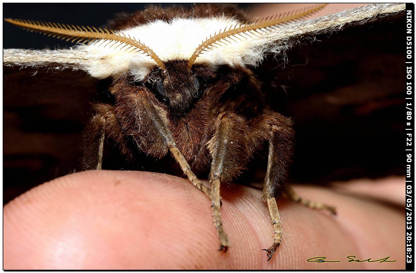 Saturnia pyri